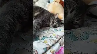 моя кошка 😸 #кошки #кошка #котики #кот #коты
