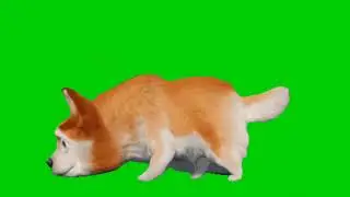 Dog green screen animations@Editor G
