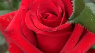 ЦВЕТЕНИЕ РОЗ 2023🌹❤️🥰. ПОДАРКИ С УРАЛА🔥🤣👍. РОЗЫ МАРИИ ХАРЧЕНКО В РБ❤️🌹