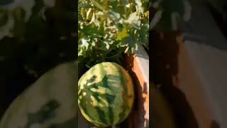 Может быть знает кто автора песни?