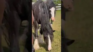 Шайров много не бывает #лошади