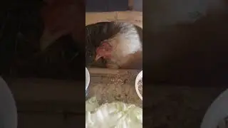 Курёха села на яйца. Включила режим мамаши)))