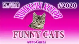 КОШКИ ПРИКОЛЫ С КОШКАМИ И КОТАМИ Смешные Кошки коты 2020 Funny Cats 2020