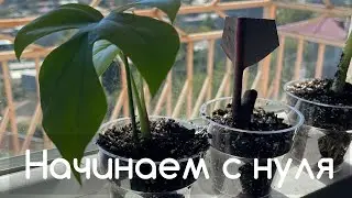 Переезд в новый дом и начать с нуля создавать оранжерею