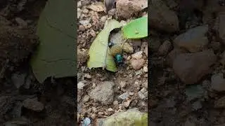 Teamwork Makes the Dream Work: Dung Beetles Roll Together! 🪲🪲