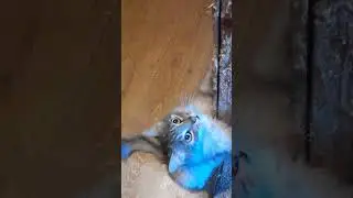 котик зверь))  