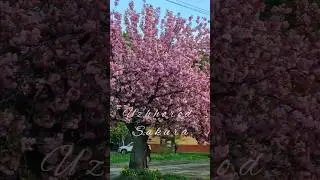 Сакури Ужгород 2024 #sakura #ukraine