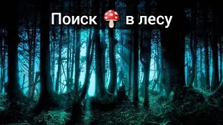 Как искать грибы, если их нет!