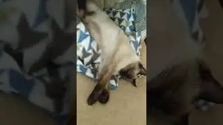Каждый день ваше утро 