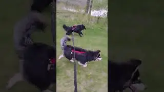 skateboarding with Cato dog and sladkiy dog today #husky #belgiansheepdog #skateboardingdogs
