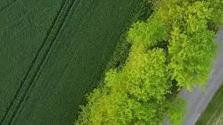 Новощербиновская. Ясени. [4K UHD]