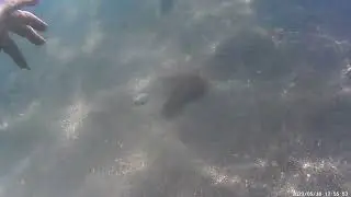 у нас на пляже скат 