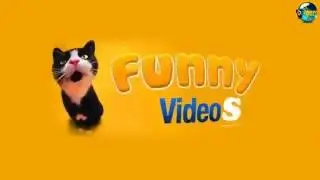 Funny Dogs and Cats Discovering Tails Compilation 2016