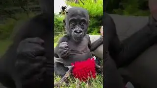 Animals transformation #viral #animalsofyoutube #shorts