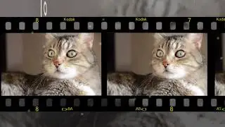 Free Template After Effects CS6 - Pellicole