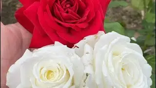 ROSE FLOWERING 2024💪❤️. ABOUT THE GORGEOUS ROSE VARIETIES 🌹🥰