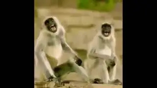Monkey Laughing Meme | No Copyright Video (NCV)