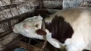 Бык лизун. Любовь КРС.