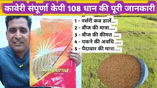 kaveri Sampurna KP -108 Paddy seeds | कावेरी संपूर्ण पूरा धान पूरी जानकारी | dhan nursery | dhaan ?