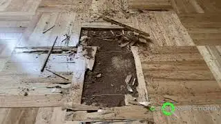 Termite Damage