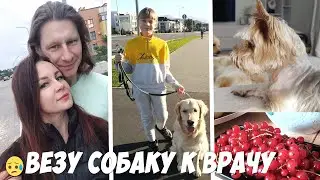 🥺ВЕЗУ СОБАКУ к ВРАЧУ🐶 КАК КУПАЕМ СОБАК☘️ КРАСОТА и УЮТ на КУХНЕ