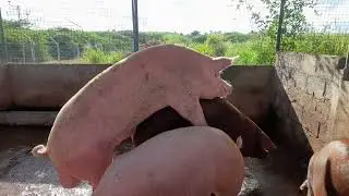 Pig Mating  Large white & Duroc