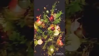 Скромница елочка
