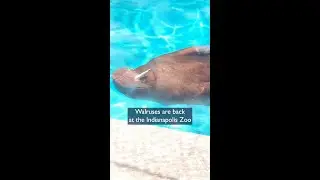 Walruses are back at the Indianapolis Zoo