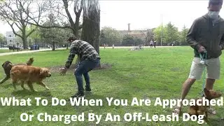 Dog Psychology 101: What to Do When an Off-Leash Dog Charges You | Professional Dog Trainer Explains