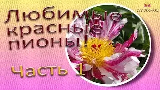 Favorite Red Peonies! Part 1 / Voroshilova's Garden