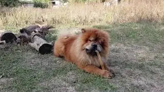 Чау-чау Персей красиво чистит зубы