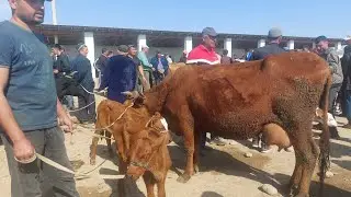 ОНА БОЛА СОГИМ СИГИР НАРХЛАРИ КАРШИ КАРВОН МОЛ БОЗОРИДА