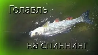 За голавлём на малую реку. Много злых поклёвок. Chub attack)))