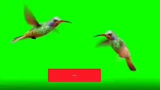 Green Screen Video ।। Birth green screen video ।। South Adda