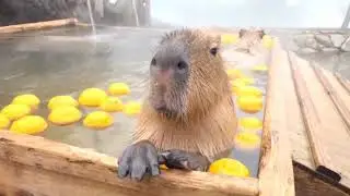 Capybara (river doggo) compilation [2]
