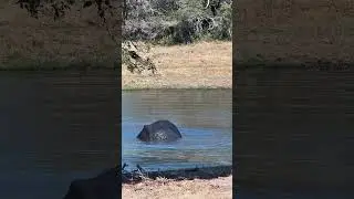 Elephant Swimming At Tembe