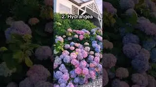 Top 10 Most Beautiful Flowers In The World || Top Tens