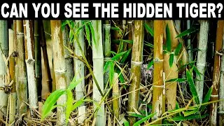 FIND THE HIDDEN ANIMALS GAME | NO ONE CAN FIND ALL THE HIDDEN ANIMALS!! | 100% FAIL | BRAIN TEST
