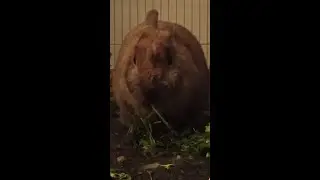 Flöckchen macht Sachen