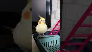 Папугай Чип..лесенька