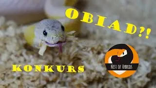!!! WĘŻE W LODÓWCE !!!  + KONKURS