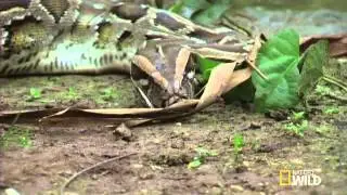 Kopija videozapisa animal's attacks