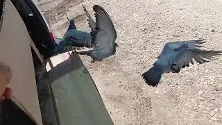 голубиные гонки 2024 часть 1