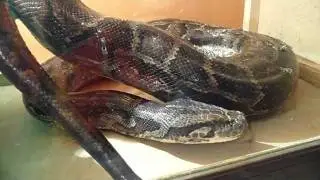 Змея не о чем (зевает)