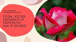 Розы. Они выдерживают до t-19... Так когда обрезать и когда укрывать и чем?