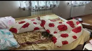 Фрося 2026г 03 22. Фрося отдыхает.