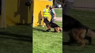 V9 Sardis v. Ghattas - BSZS 2023 - Working Males - GHKR- #bszs #bszs2023 #gsd #sv