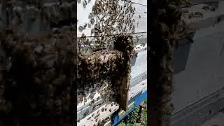 Забытое видео.