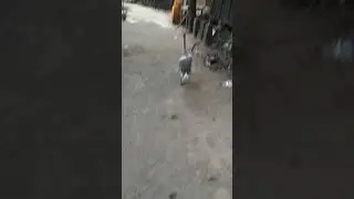 Sweet duck