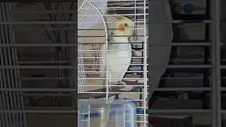 Попугай корелла поёт песню